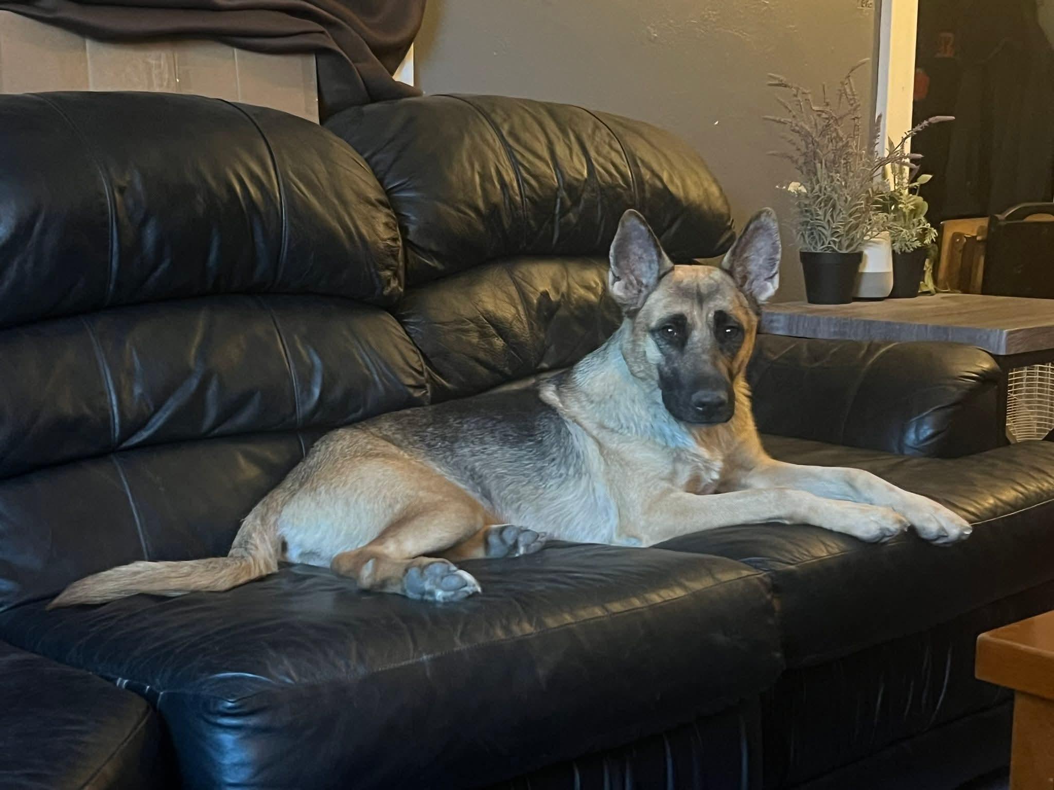 Enlarge GIGI    $425, a ADOPTABLE mixed breed in Milwaukee, WI image 2/6