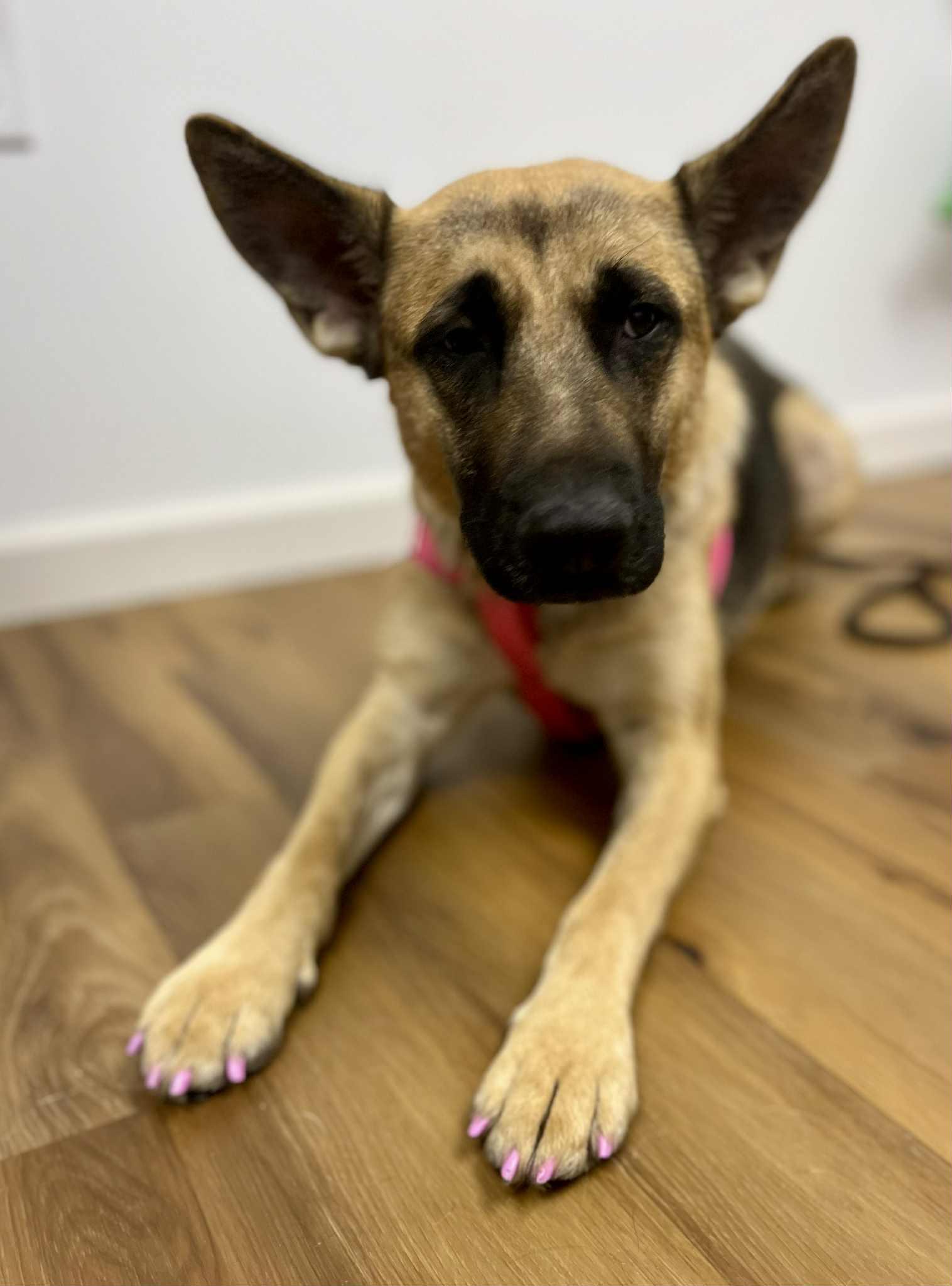 Enlarge GIGI    $425, a ADOPTABLE mixed breed in Milwaukee, WI image 5/6