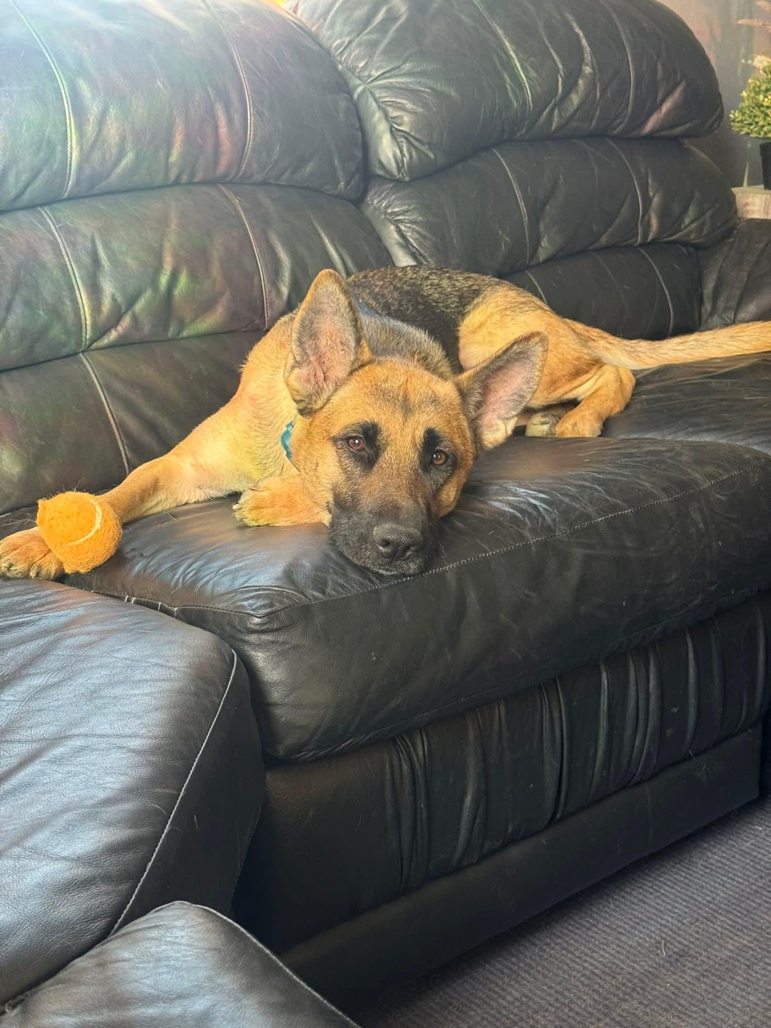 Enlarge GIGI    $425, a ADOPTABLE mixed breed in Milwaukee, WI image 3/6