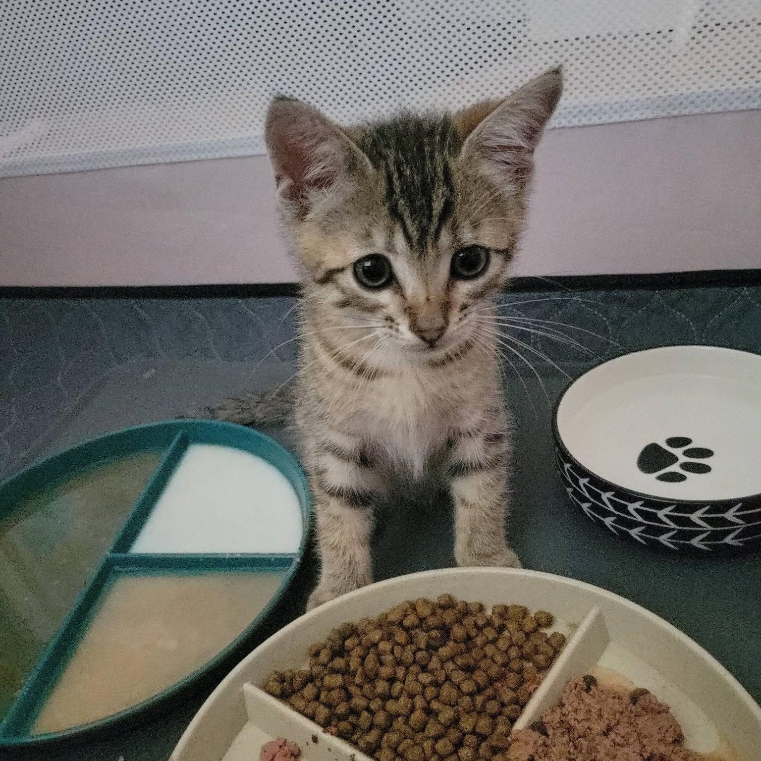 Frodo, an adopted Domestic Short Hair in Queen Creek, AZ image 2/4