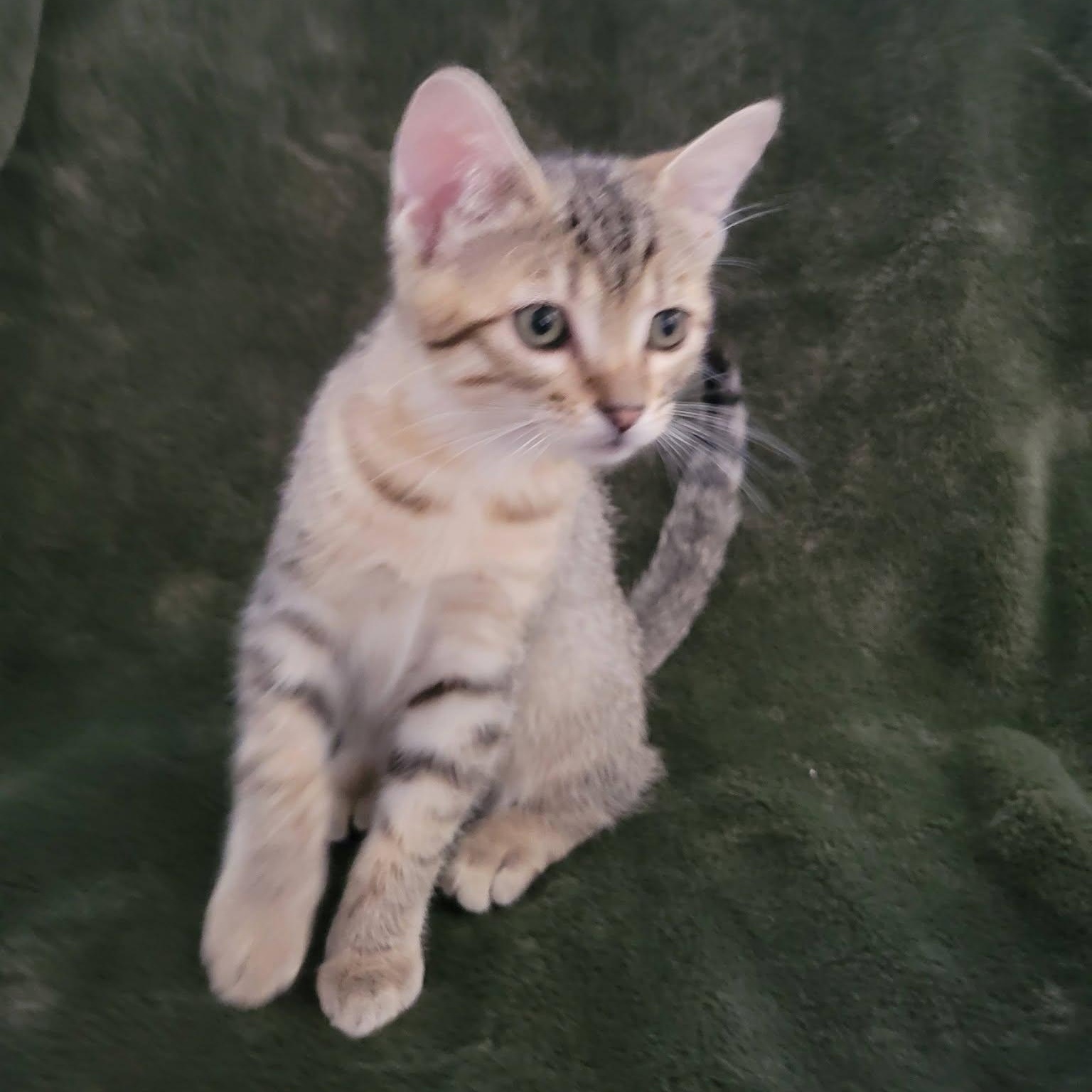 Frodo, an adopted Domestic Short Hair in Queen Creek, AZ image 3/4