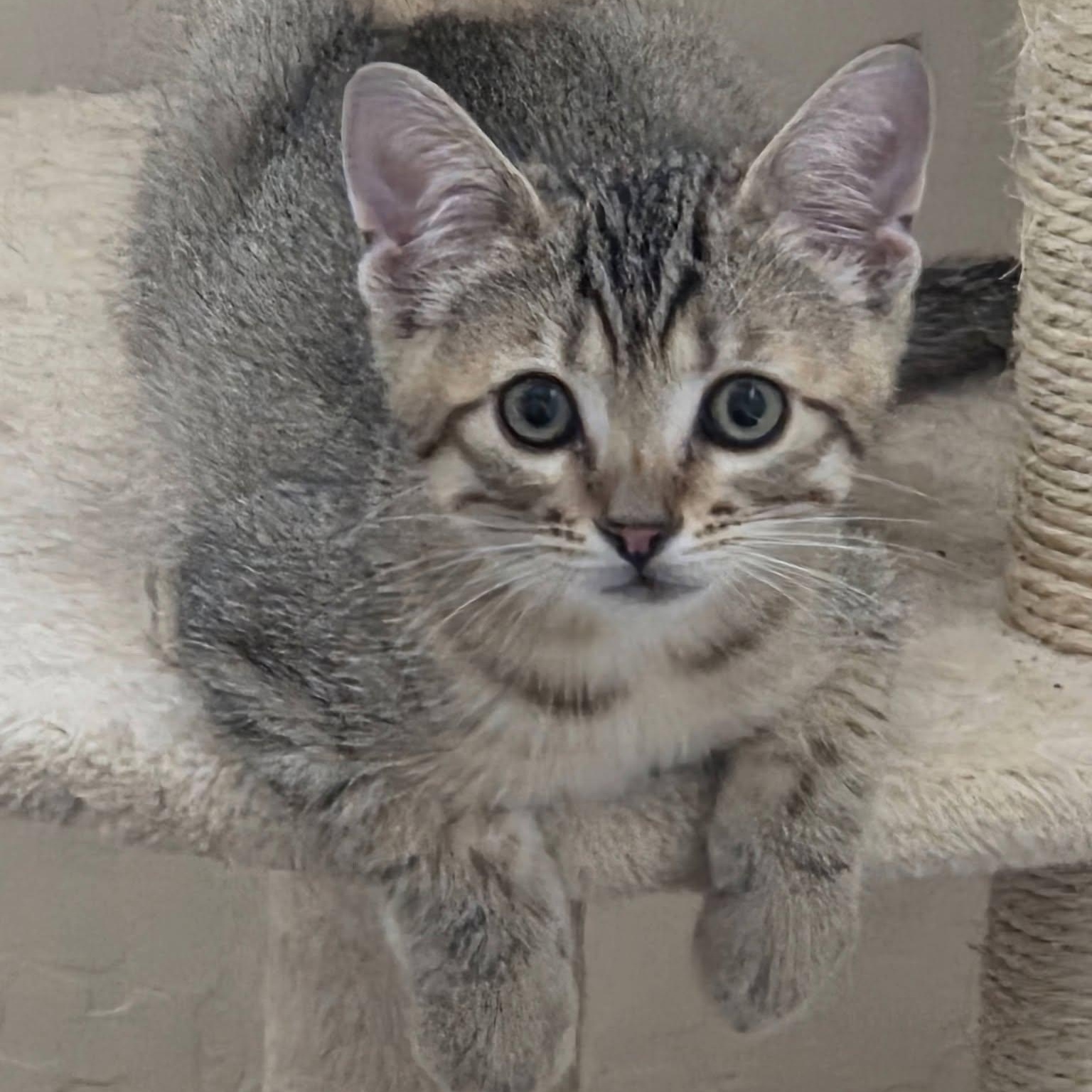 Frodo, adopted, Kitten Male Domestic Short Hair.