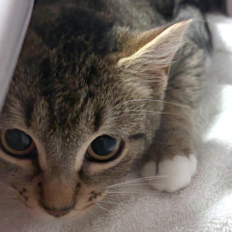 Baguette, a Adoptable Domestic Short Hair in Providence, RI image 1/2