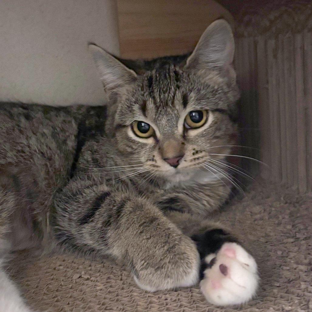 Baguette, a Adoptable Domestic Short Hair in Providence, RI image 2/2