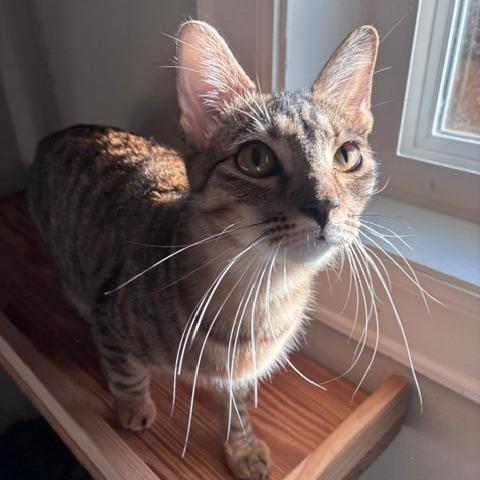 Grayson, Adoptable, Young Male Domestic Short Hair.