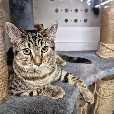 Robin, Adoptable, Kitten Female Tabby.