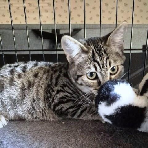 Robin, a Adoptable Tabby in Salt Lake City, UT image 1/4