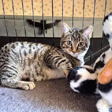Robin, a Adoptable Tabby in Salt Lake City, UT image 2/4