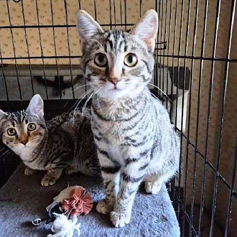 Robin, a Adoptable Tabby in Salt Lake City, UT image 3/4