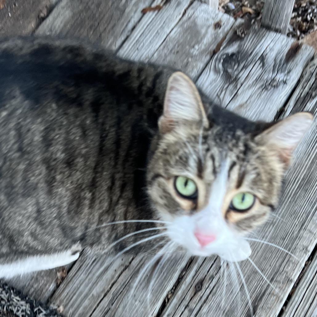 Found NW Rochester — thumbnail 2