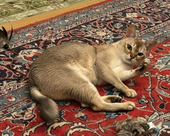 Max, a Adopted Singapura in Whittier, CA image 2/2