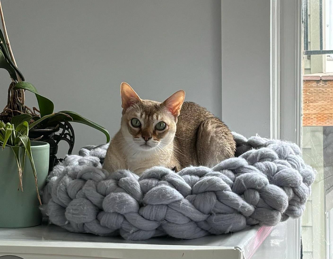 Max, a Adopted Singapura in Whittier, CA image 1/2