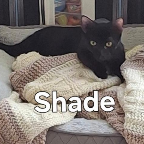 SHADE, Adoptable, Young Female Domestic Short Hair.