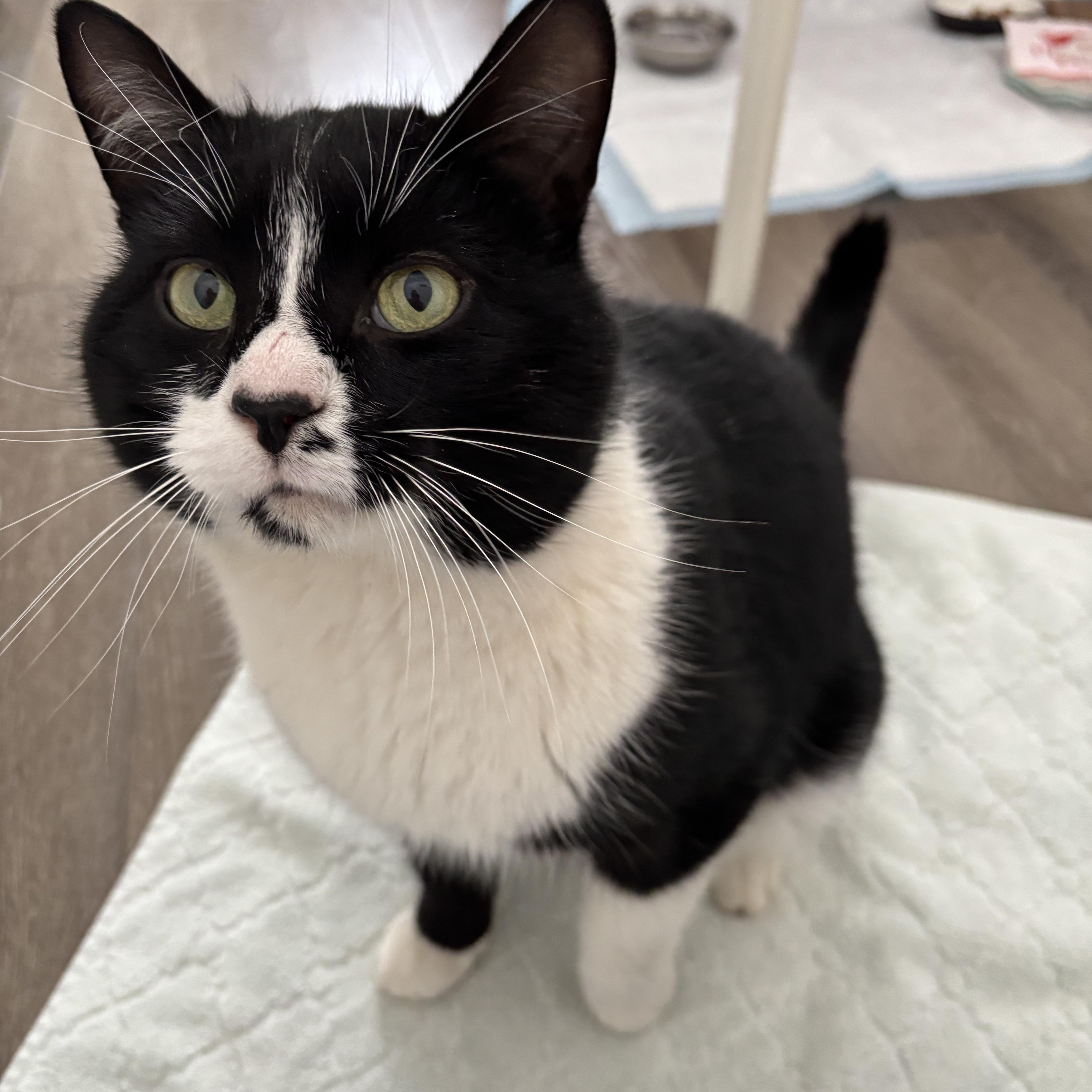 Enlarge Tux, a ADOPTABLE Domestic Short Hair in Ottawa, ON image 2/6