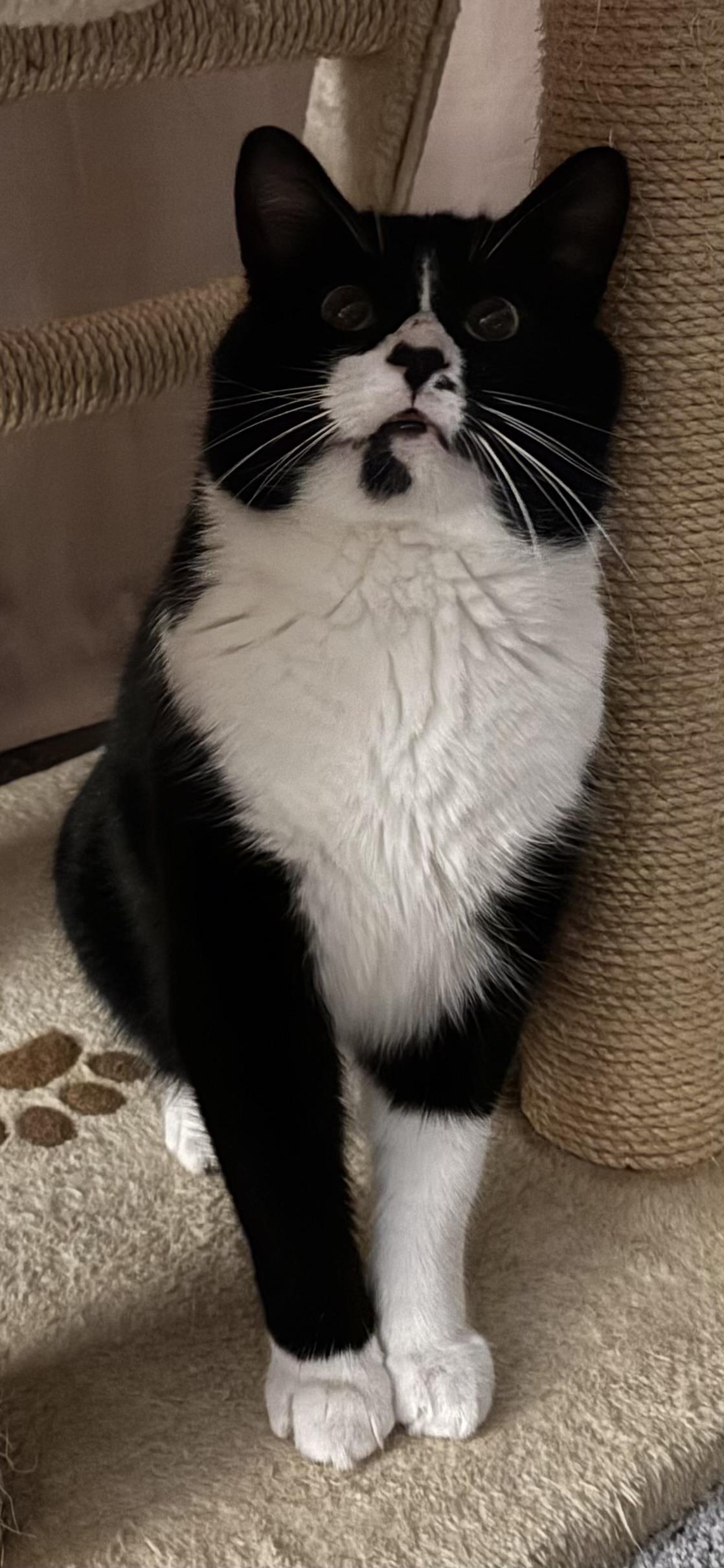 Enlarge Tux, a ADOPTABLE Domestic Short Hair in Ottawa, ON image 3/6