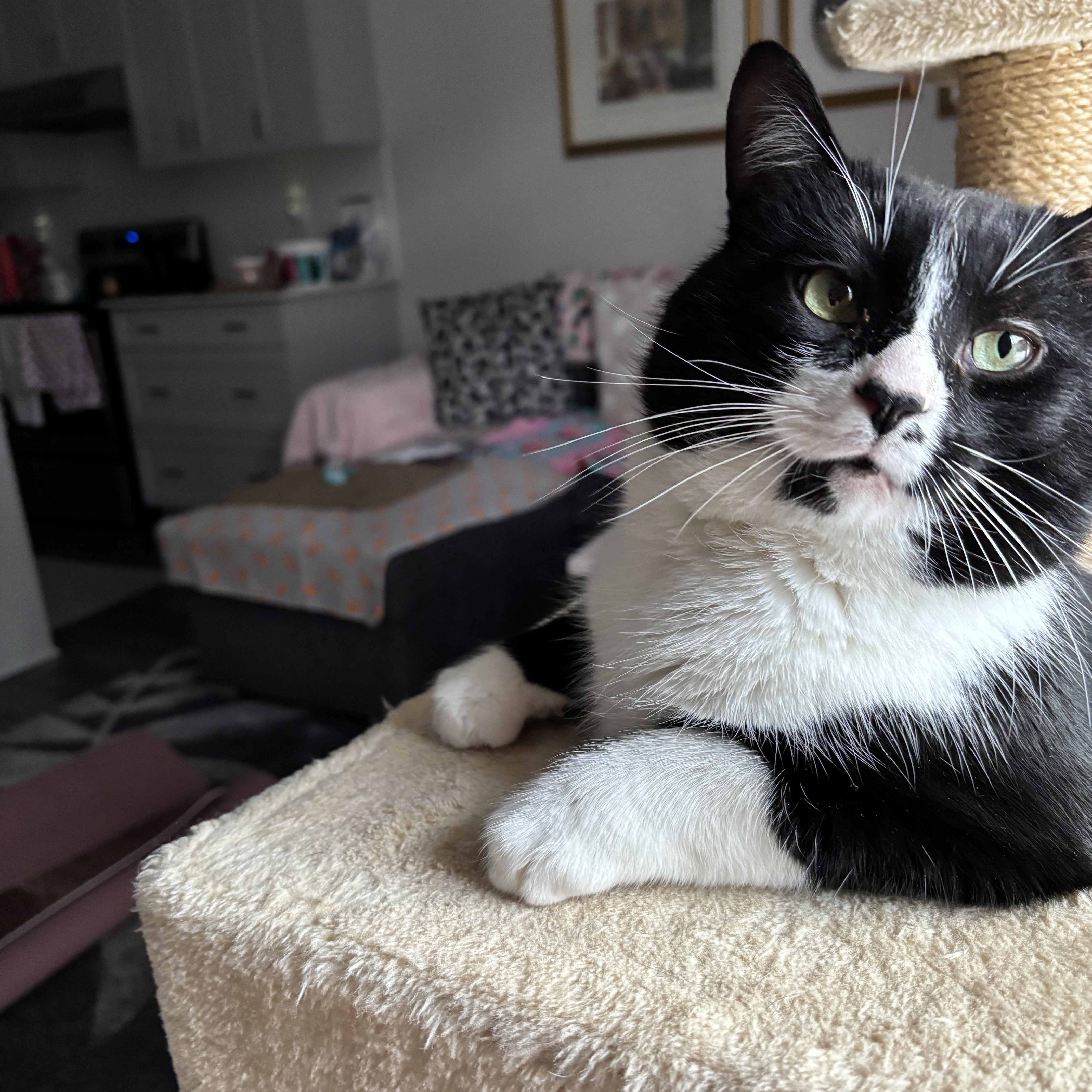 Enlarge Tux, a ADOPTABLE Domestic Short Hair in Ottawa, ON image 6/6