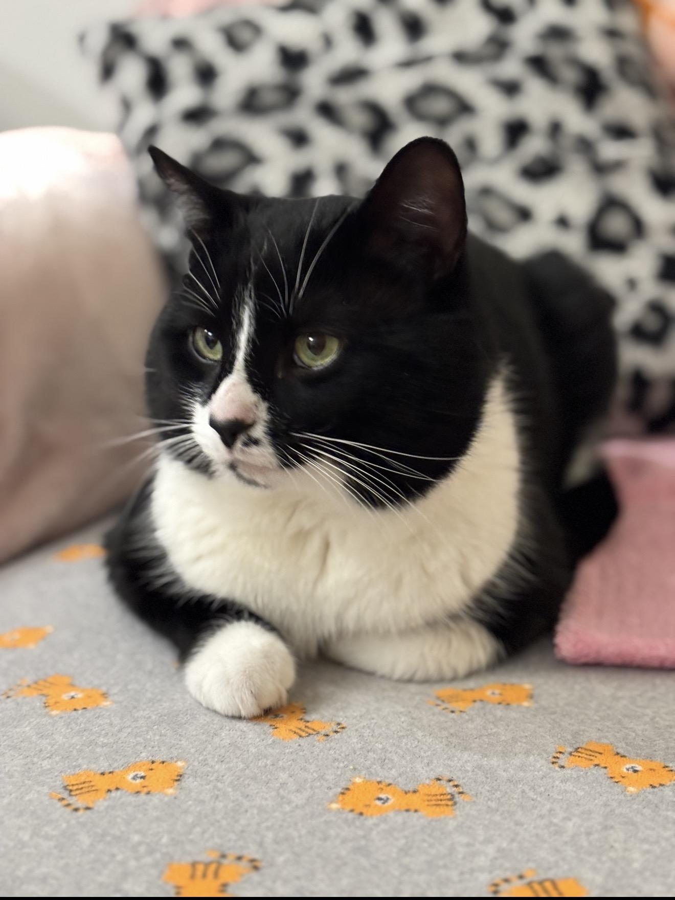 Enlarge Tux, a ADOPTABLE Domestic Short Hair in Ottawa, ON image 1/6