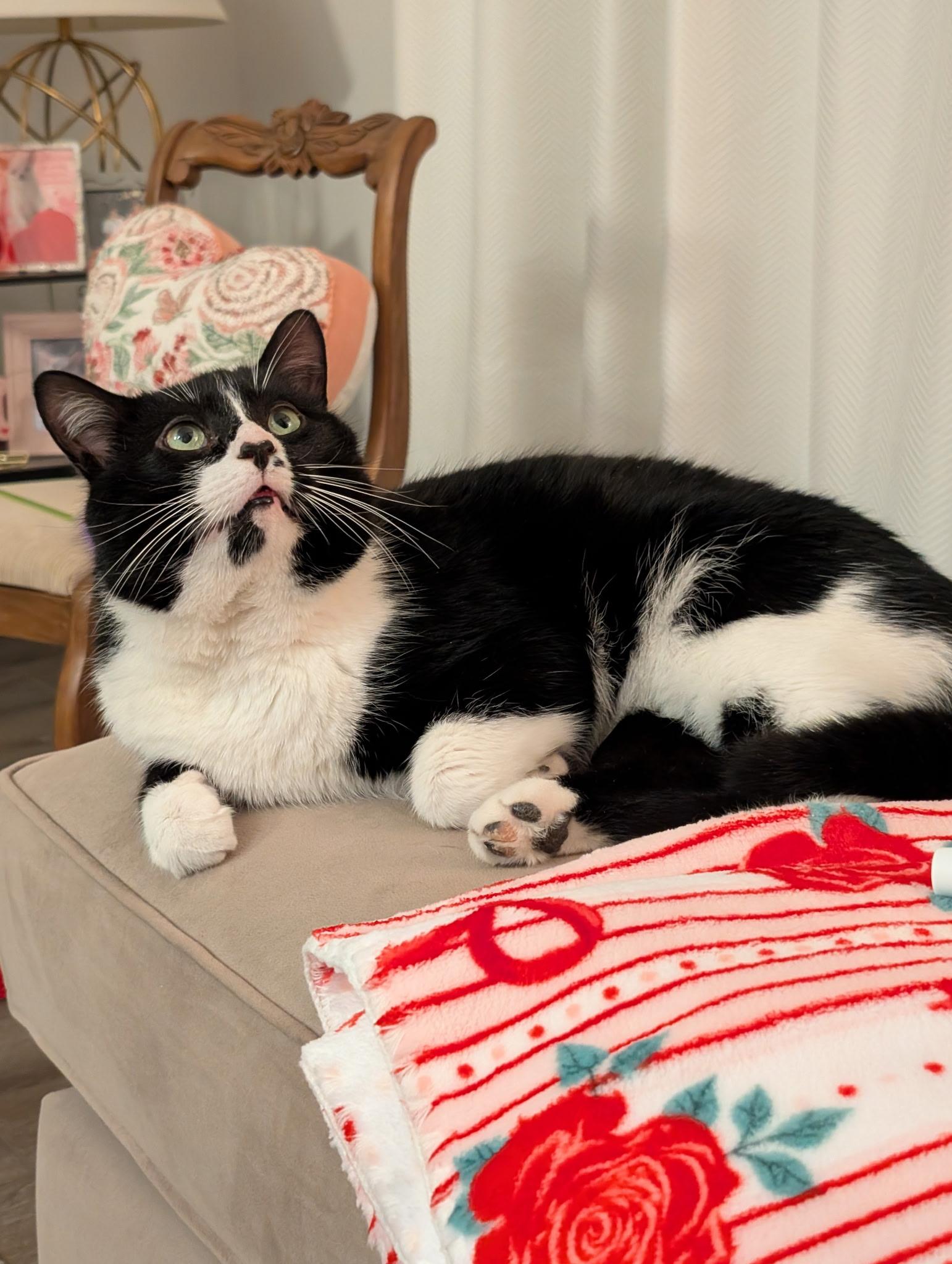 Enlarge Tux, a ADOPTABLE Domestic Short Hair in Ottawa, ON image 4/6