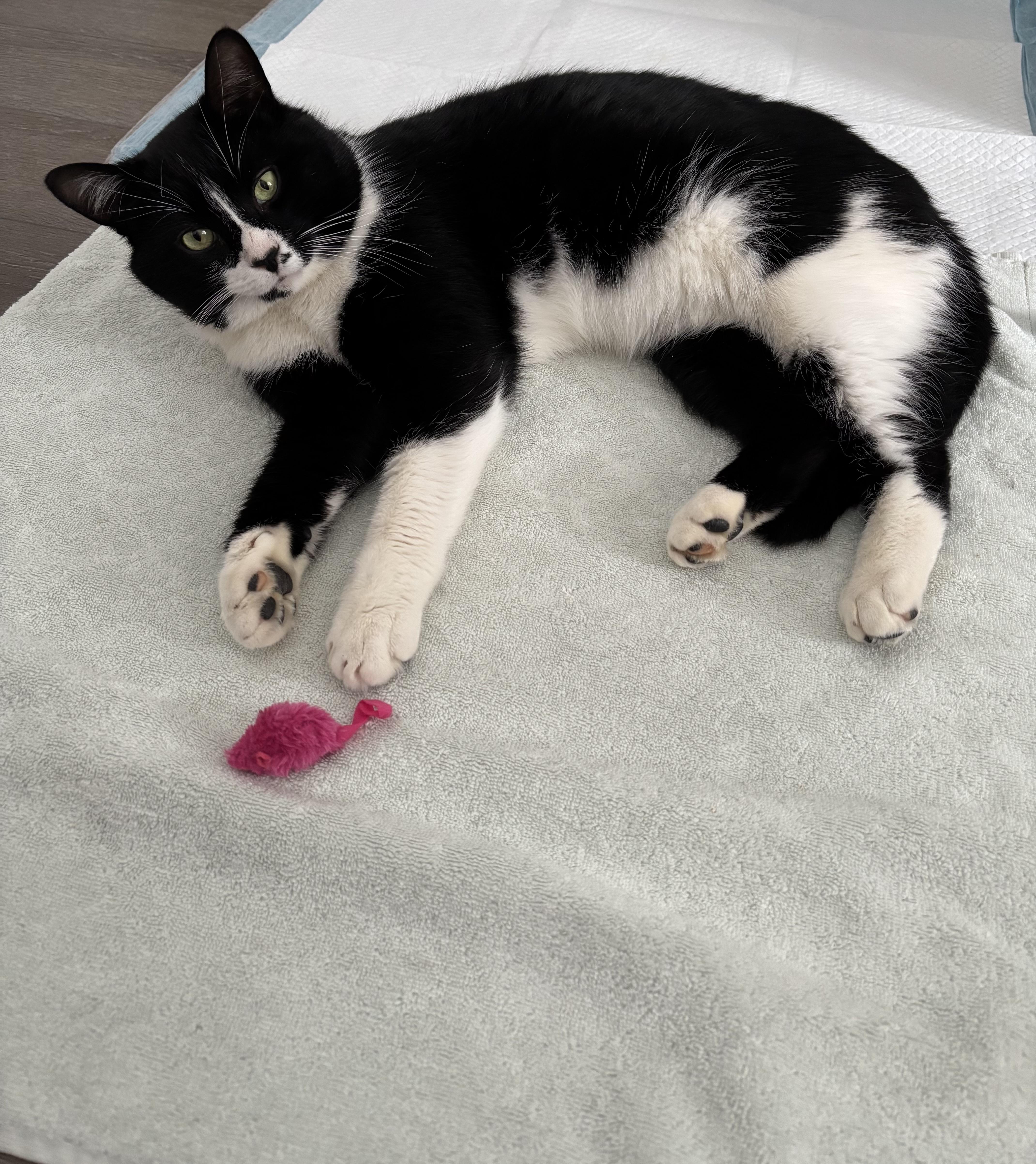 Enlarge Tux, a ADOPTABLE Domestic Short Hair in Ottawa, ON image 5/6