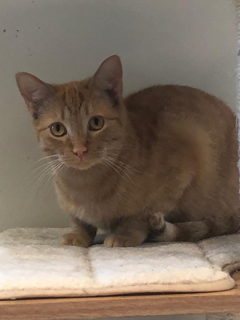 Jimmy, Adoptable, Adult Male Domestic Medium Hair.