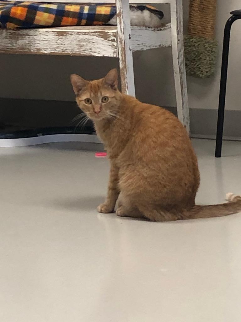 Jimmy, Adoptable, Adult Male Domestic Medium Hair.