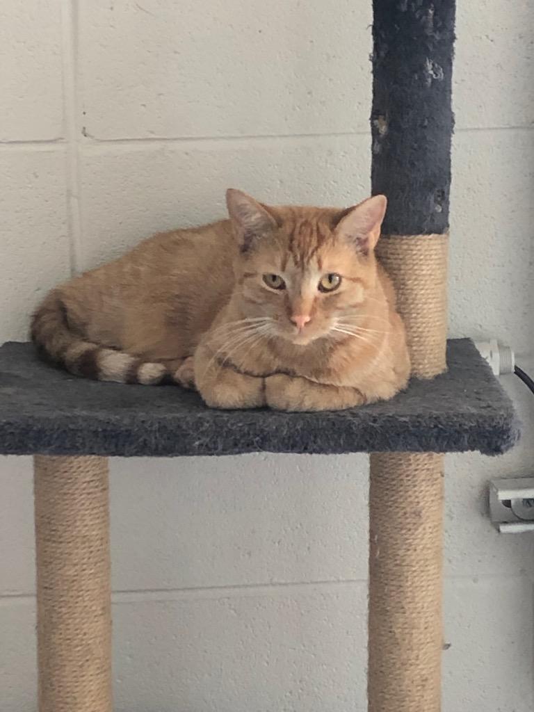 Jimmy, a Adoptable mixed breed image 2/6