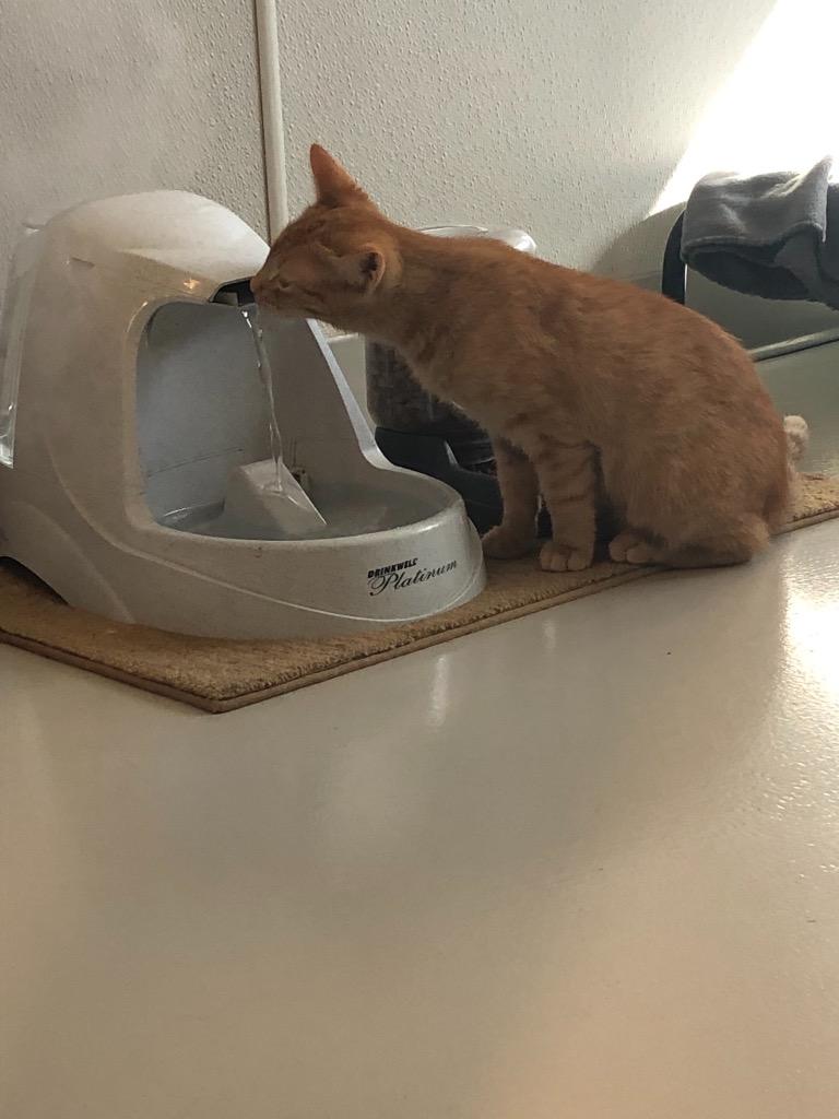 Enlarge Jimmy, a Adoptable mixed breed in Dalton, GA image 3/6