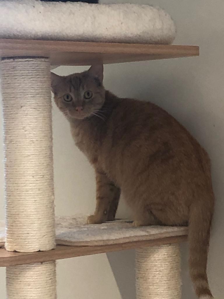 Enlarge Jimmy, a Adoptable mixed breed in Dalton, GA image 6/6