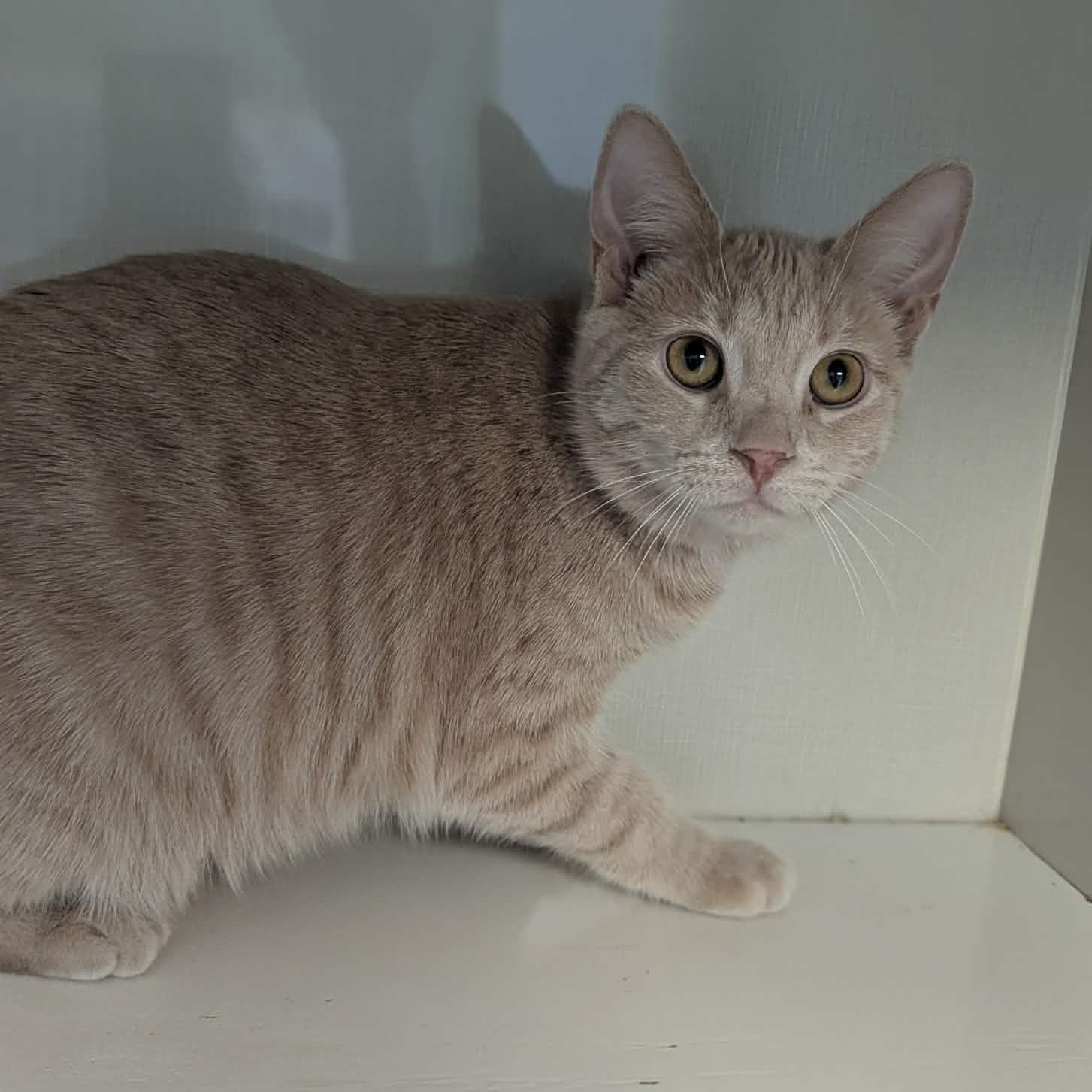 Enlarge Wynona, a ADOPTABLE Tabby in Shippenville, PA image 3/5