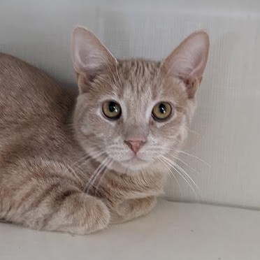 Enlarge Wynona, a ADOPTABLE Tabby in Shippenville, PA image 1/5