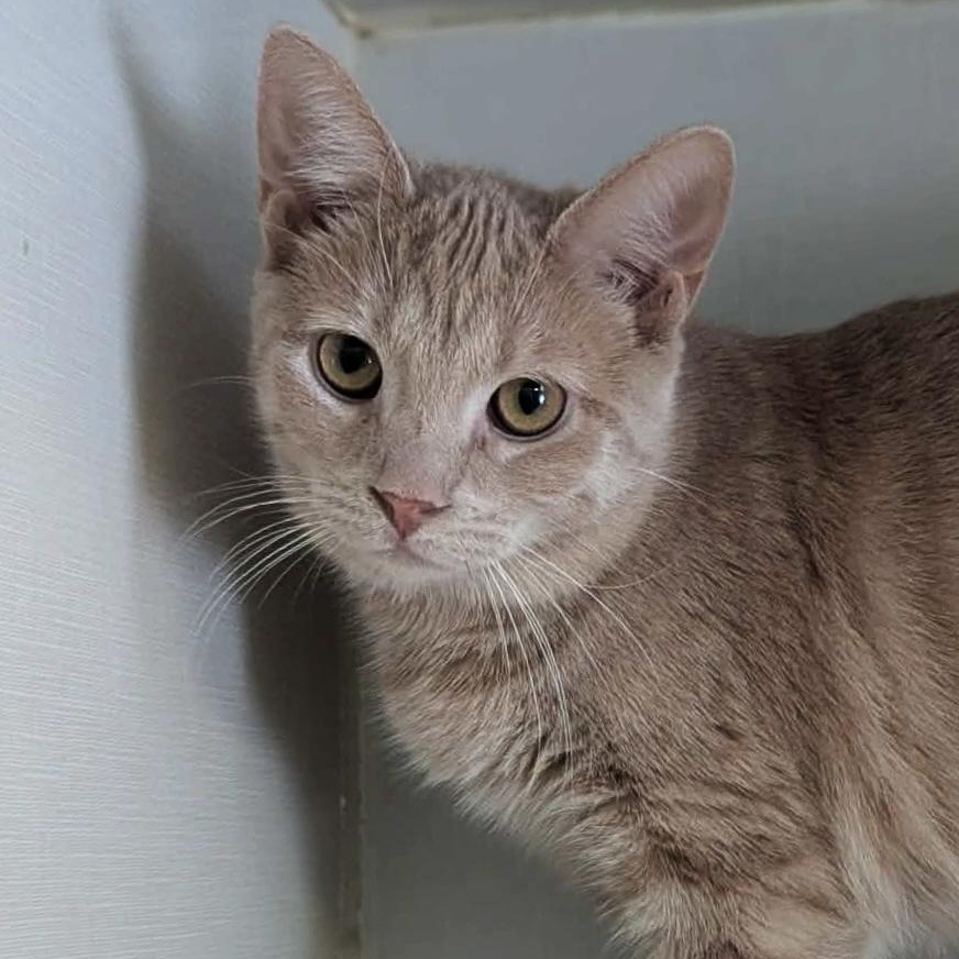 Enlarge Wynona, a ADOPTABLE Tabby in Shippenville, PA image 5/5