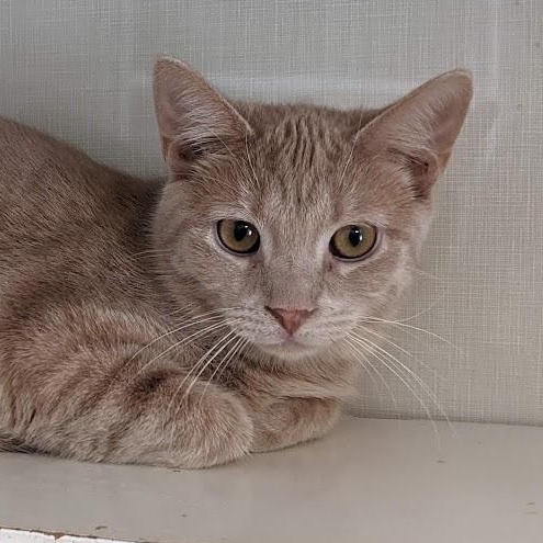 Enlarge Wynona, a ADOPTABLE Tabby in Shippenville, PA image 4/5