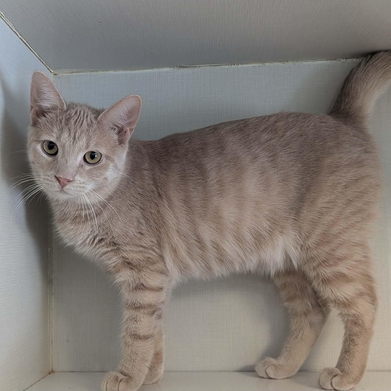 Enlarge Wynona, a ADOPTABLE Tabby in Shippenville, PA image 2/5