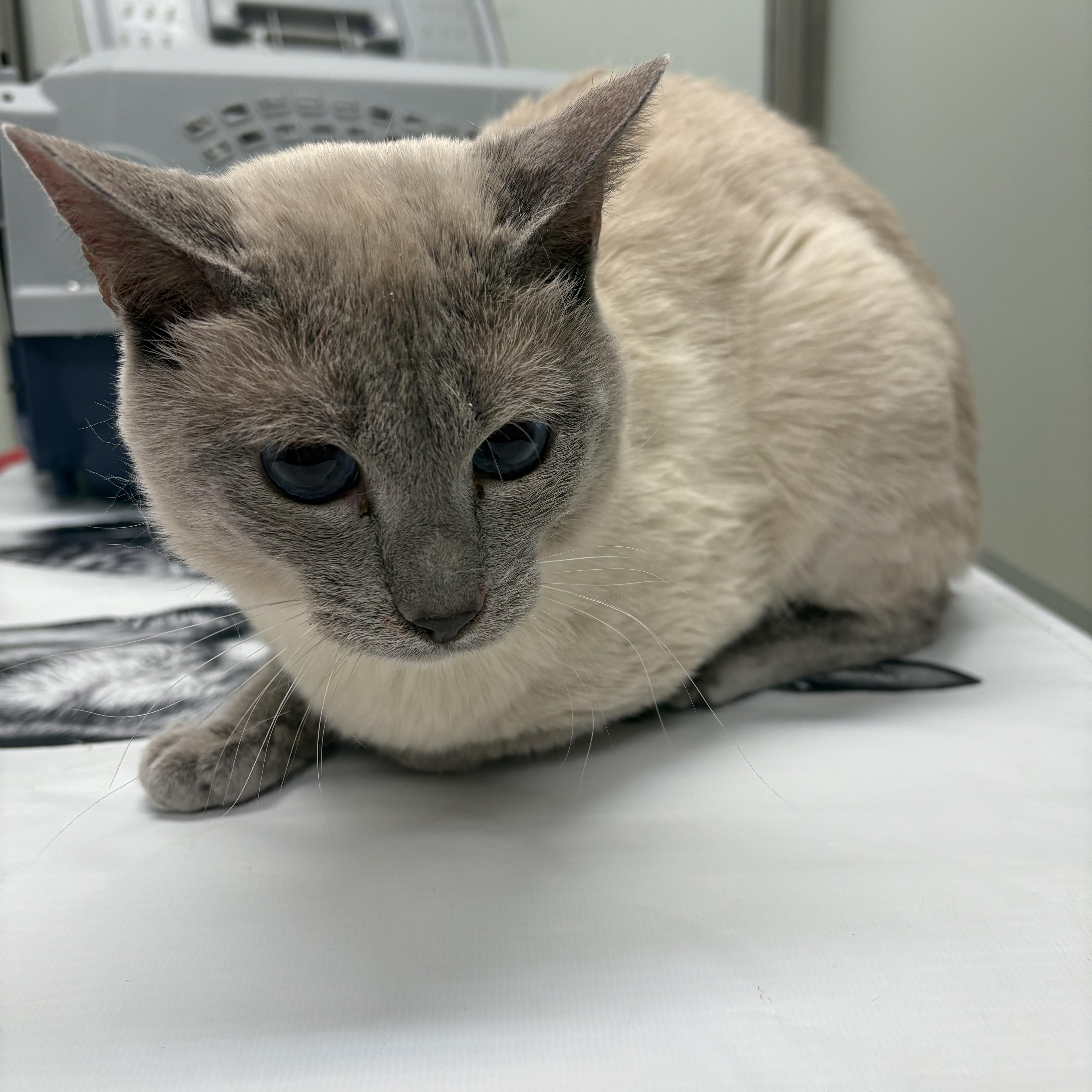 Enlarge Marco, an adopted Siamese in Fredericton, NB image 6/6