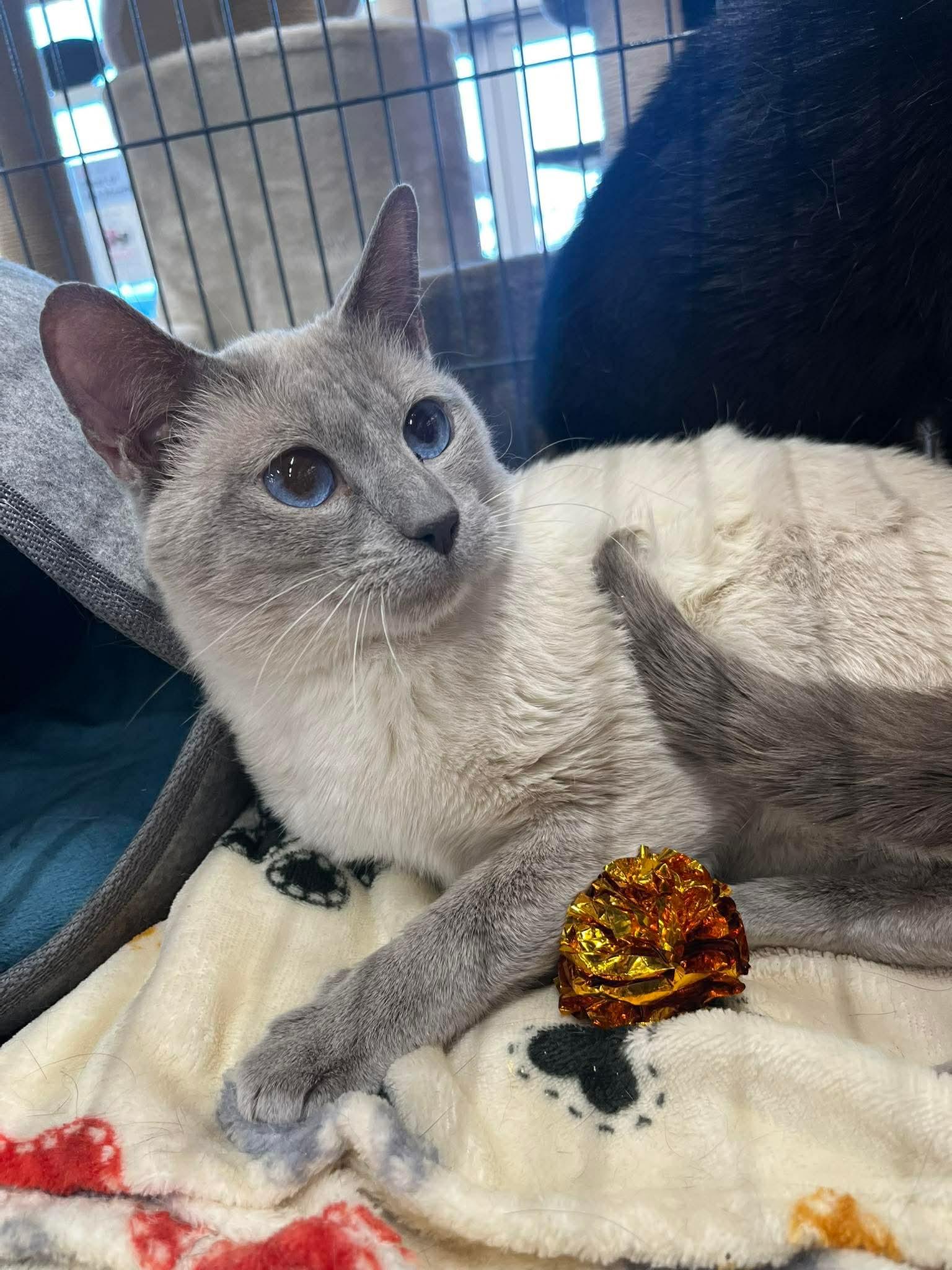 Enlarge Marco, an adopted Siamese in Fredericton, NB image 3/6