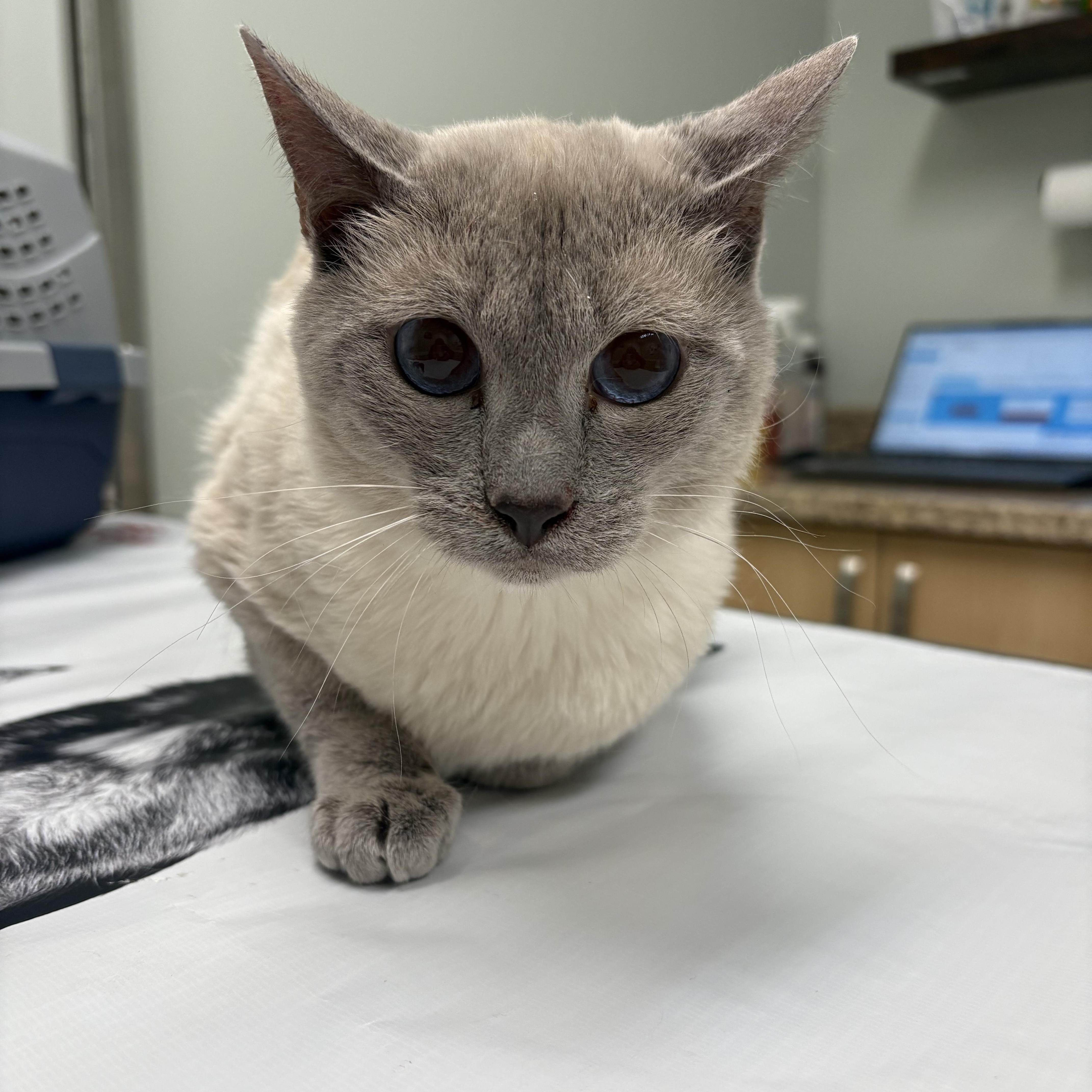 Enlarge Marco, an adopted Siamese in Fredericton, NB image 4/6