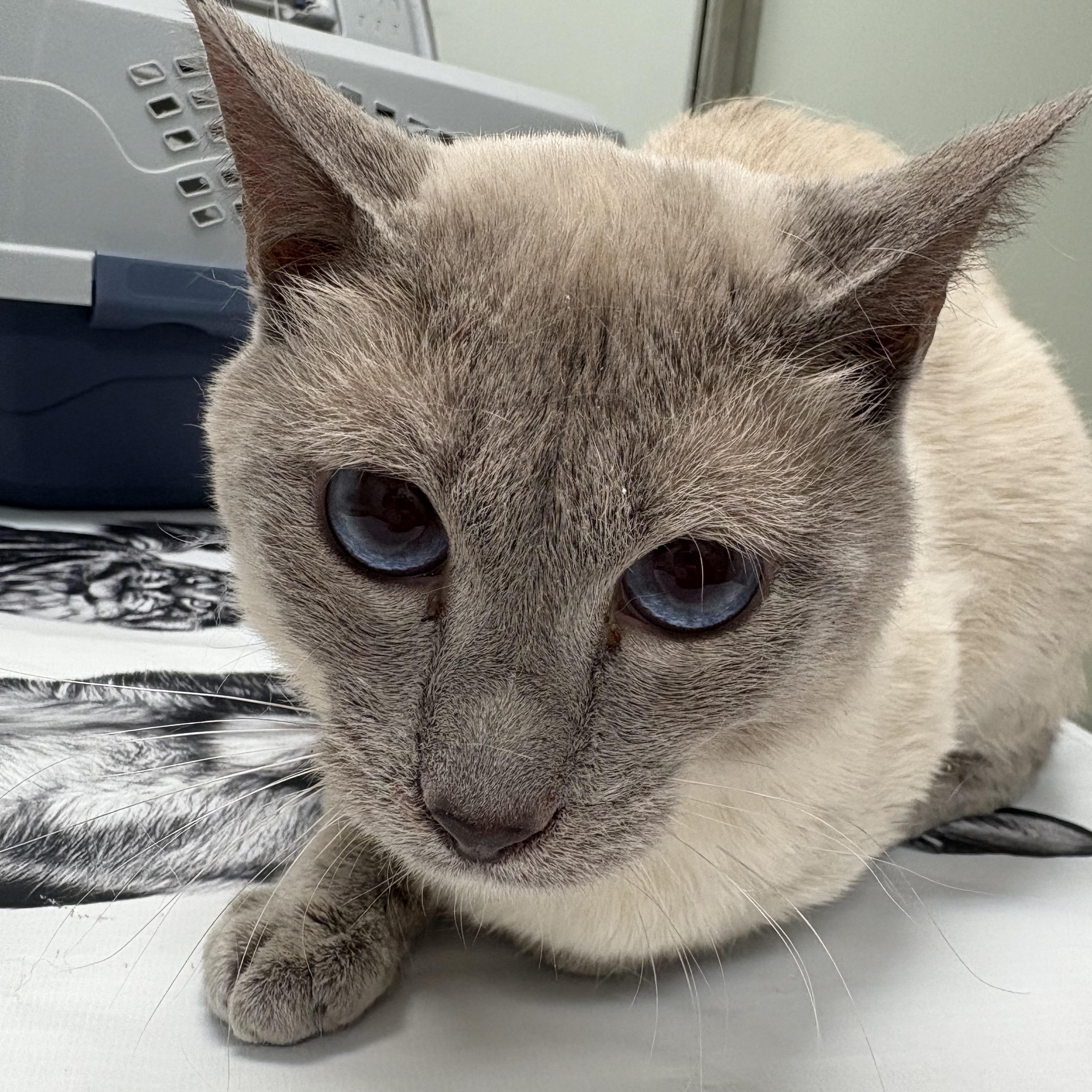 Enlarge Marco, an adopted Siamese in Fredericton, NB image 1/6