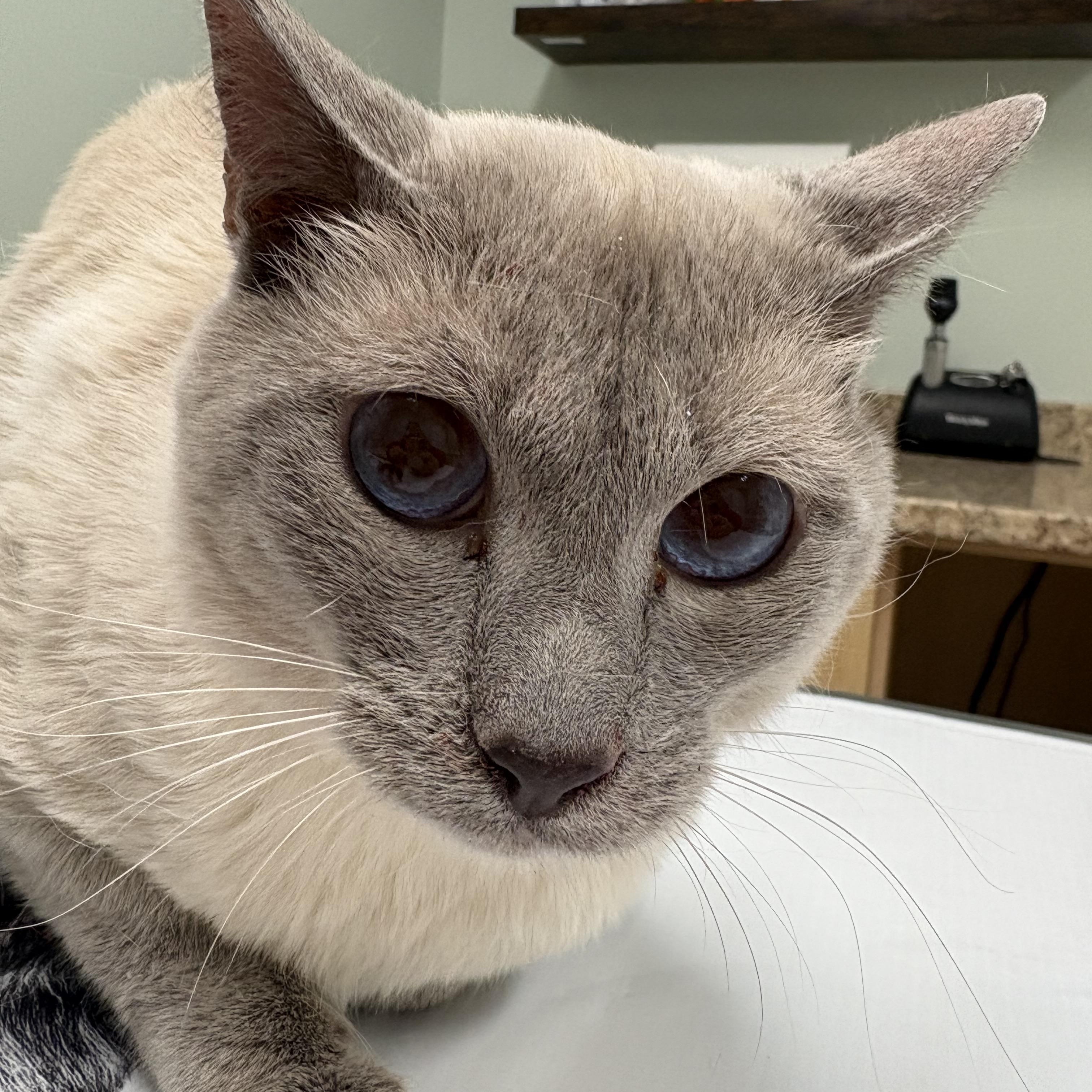 Enlarge Marco, an adopted Siamese in Fredericton, NB image 2/6