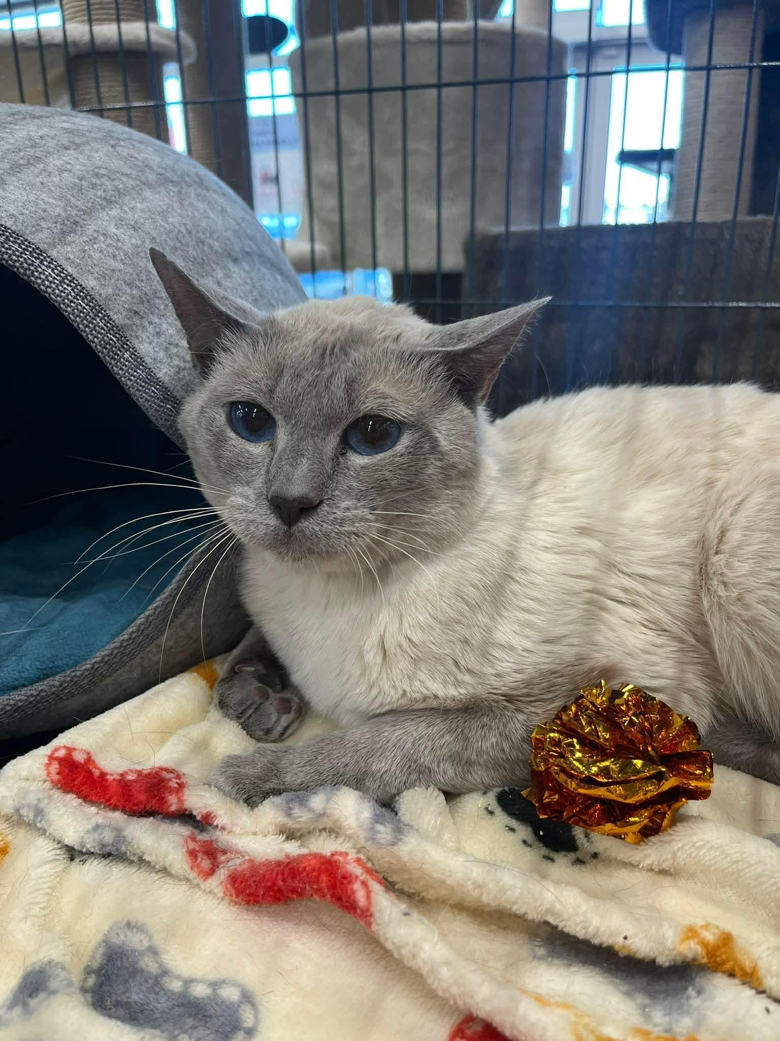 Enlarge Marco, an adopted Siamese in Fredericton, NB image 5/6