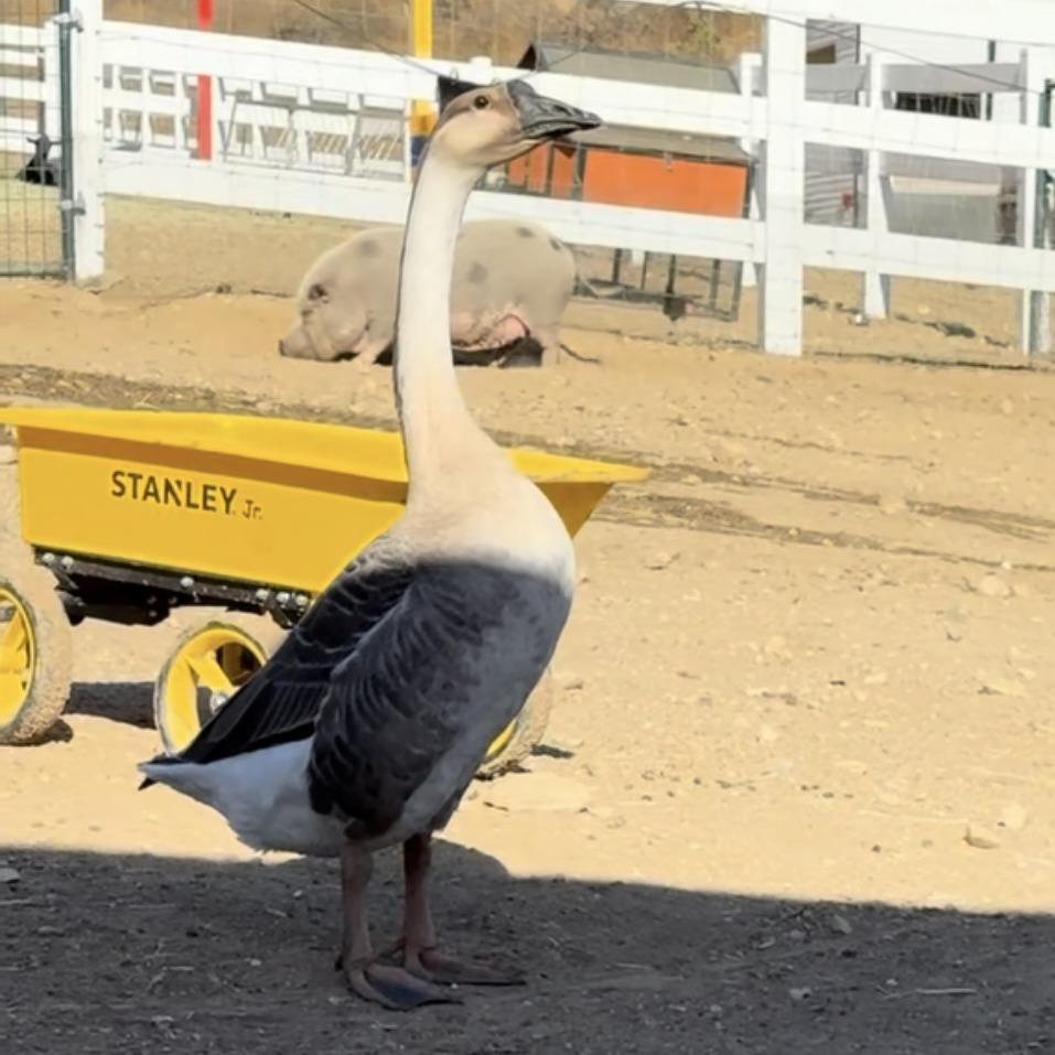 Enlarge Ronda, a Adoptable Goose in Redlands, CA image 3/4