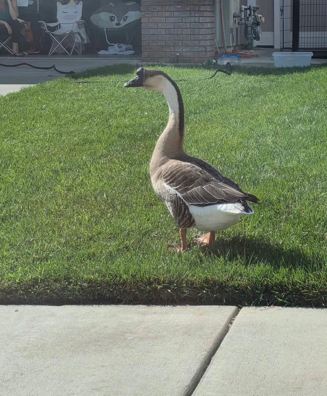 Ronda, Adoptable, Adult Male Goose.