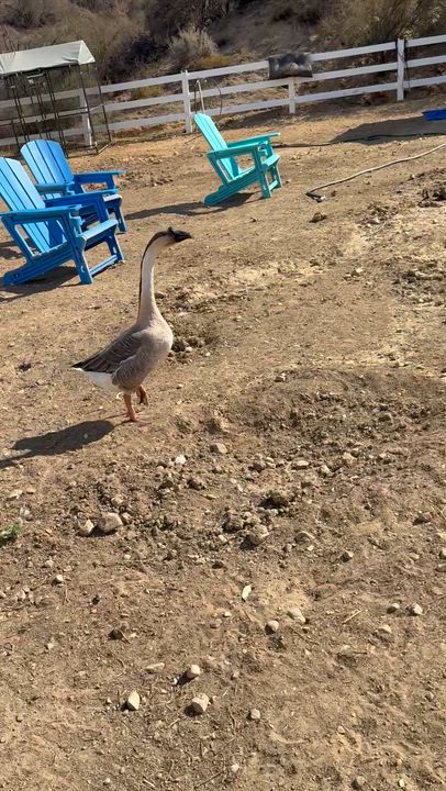 Enlarge Ronda, a Adoptable Goose in Redlands, CA video 4/4