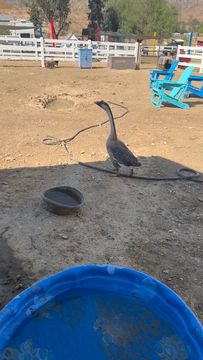 Enlarge Ronda, a Adoptable Goose in Redlands, CA video 2/4