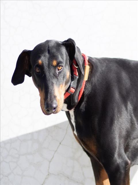 LOLA, Adoptable, Adult Female Doberman Pinscher.