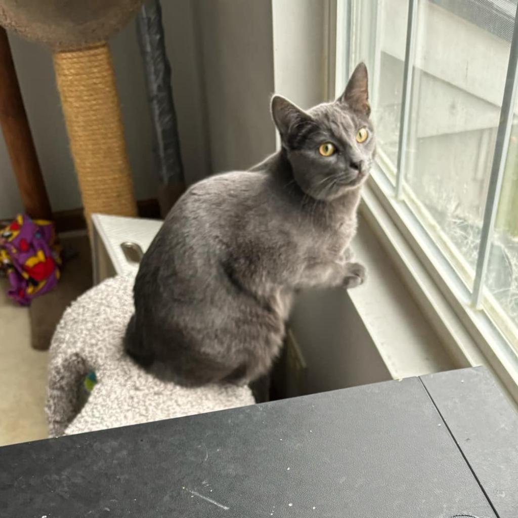 Enlarge Milo, a Adoptable Domestic Short Hair in Plainfield, IL image 1/2