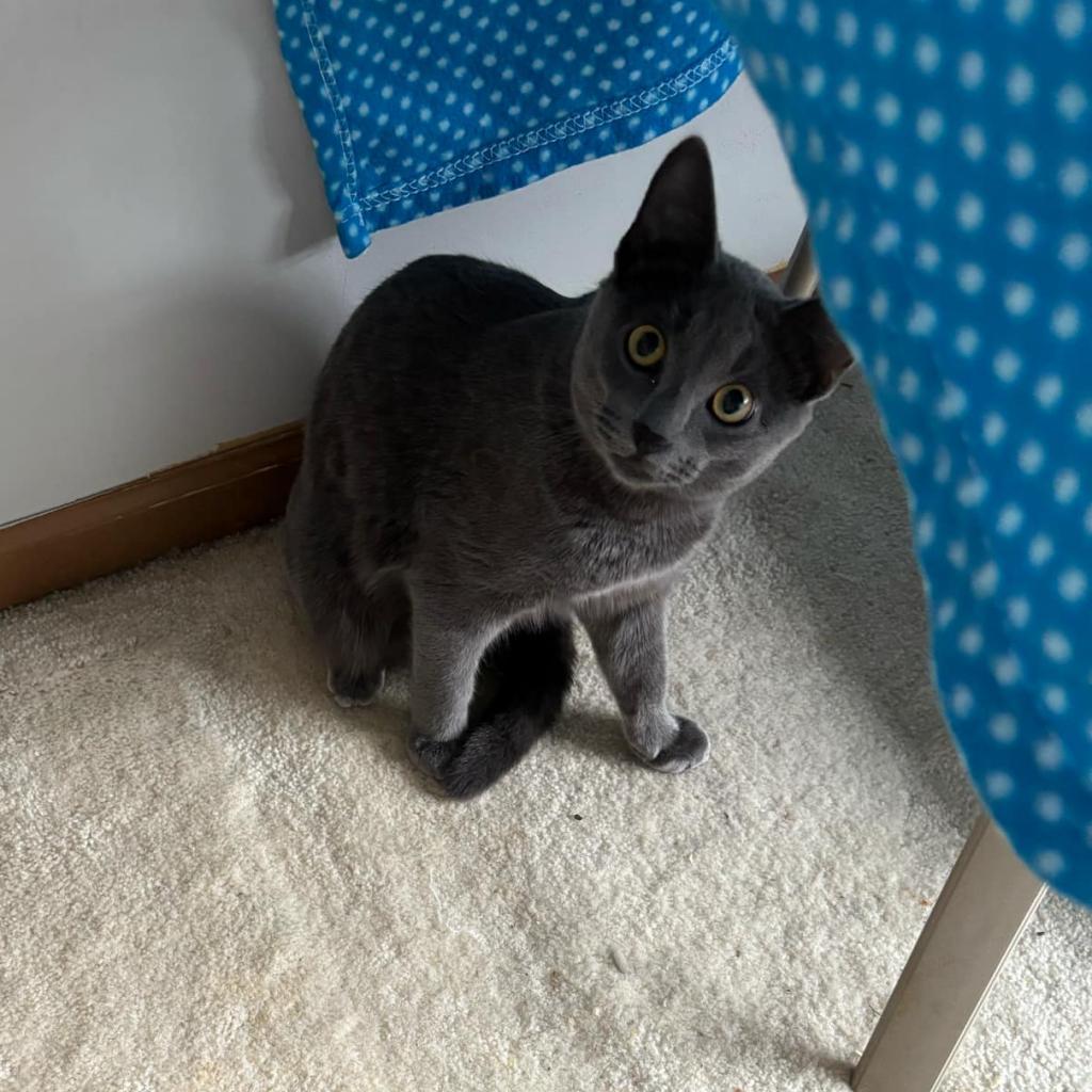 Enlarge Milo, a Adoptable Domestic Short Hair in Plainfield, IL image 2/2