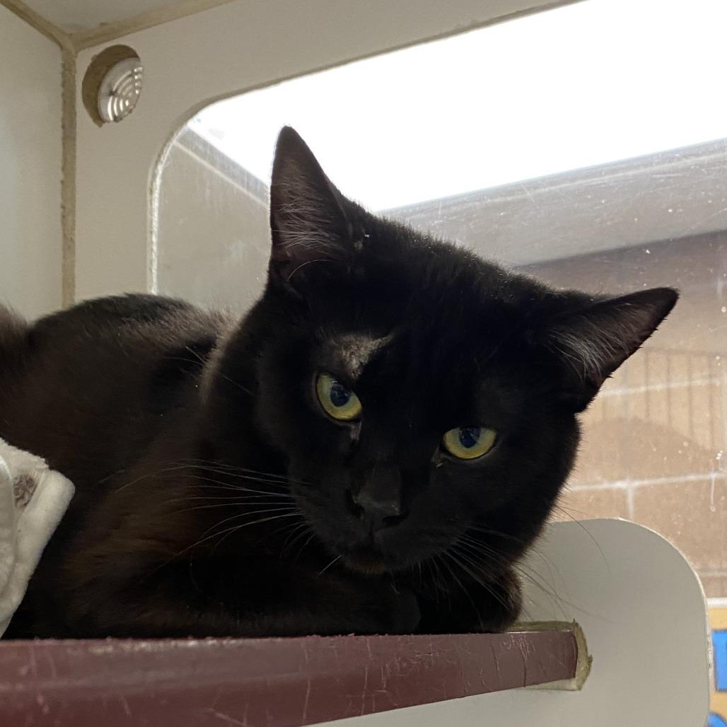 Enlarge Vader, a Adoptable Domestic Short Hair in Cheyenne, WY image 1/1