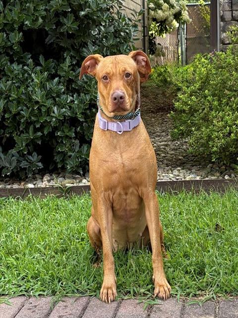 NOVA, Adoptable, Adult Female Labrador Retriever & Beagle.