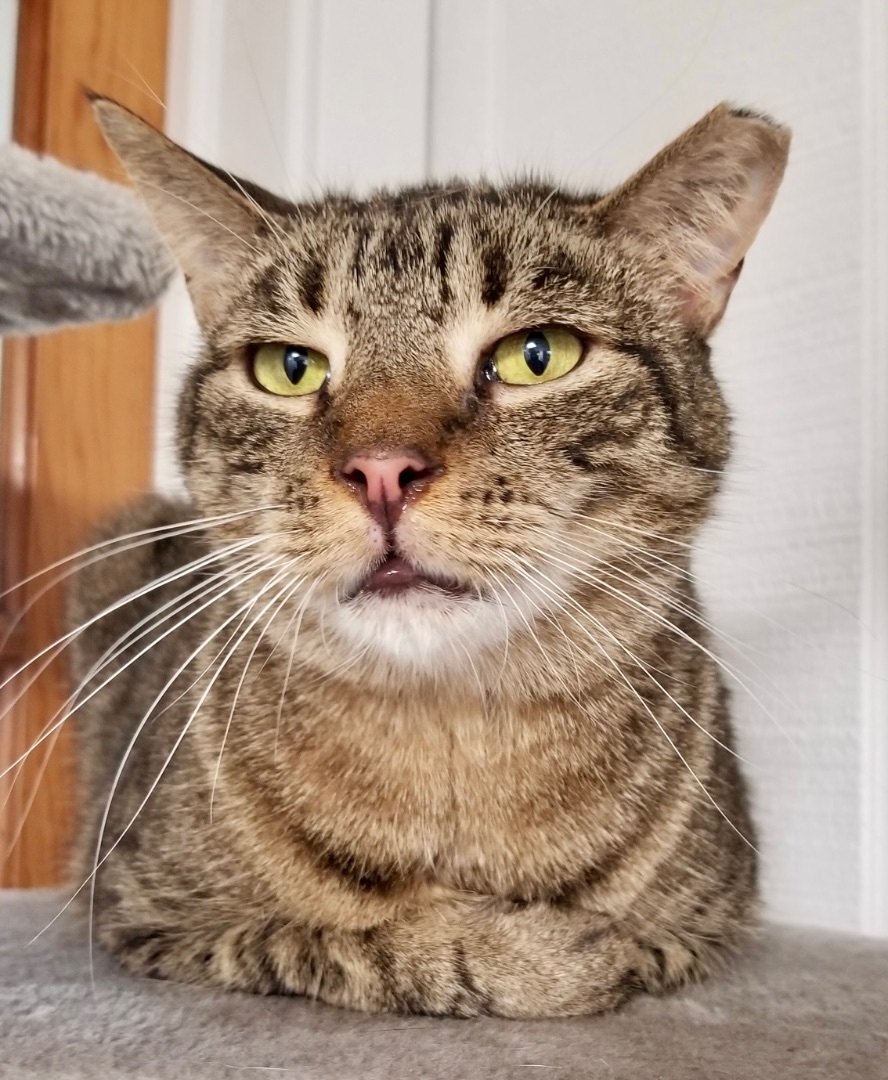 Enlarge Mysteria, a Adoptable Domestic Short Hair in Queenstown, MD image 2/6