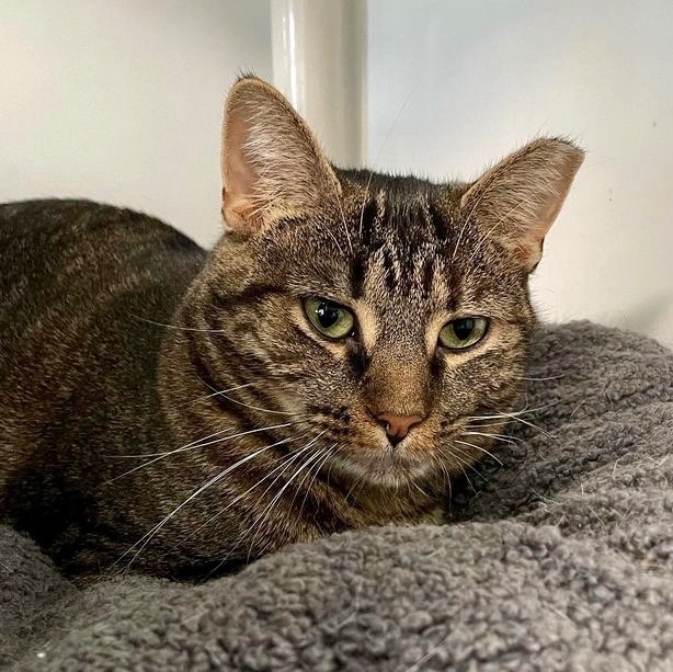 Enlarge Mysteria, a Adoptable Domestic Short Hair in Queenstown, MD image 3/6